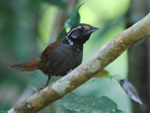 White-necked Babbler