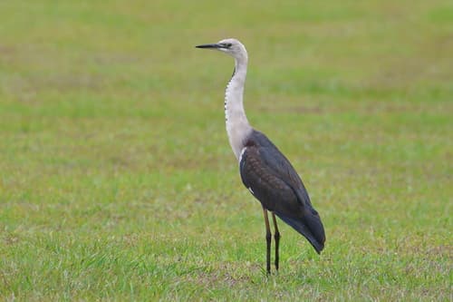 White-necked Heron