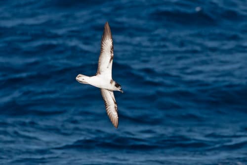White-necked Petrel