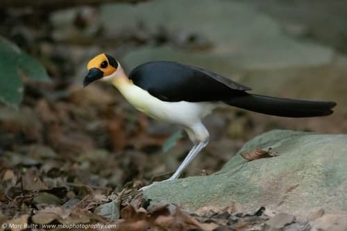 White-necked Rockfowl