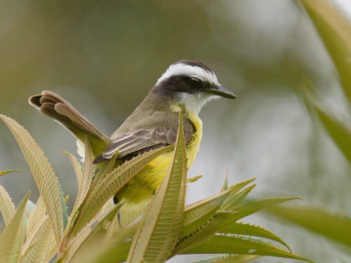 White-ringed Flycatcher