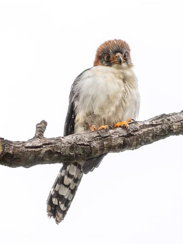 White-rumped Falcon