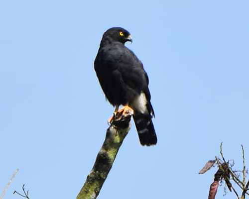 White-rumped Hawk