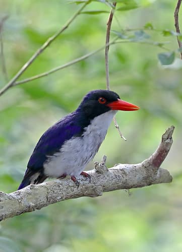 White-rumped Kingfisher