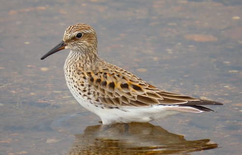 White-rumped Sandpiper