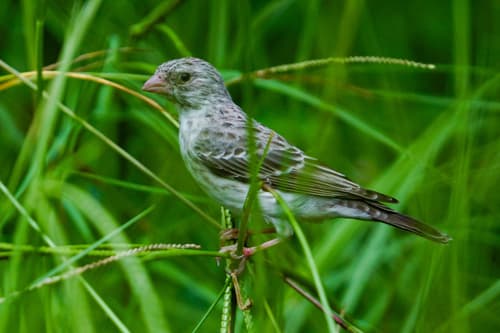 White-rumped Seedeater