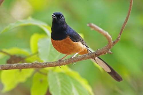 White-rumped Shama