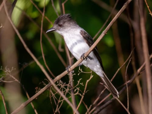 White-rumped Sirystes