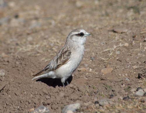 White-rumped Snowfinch