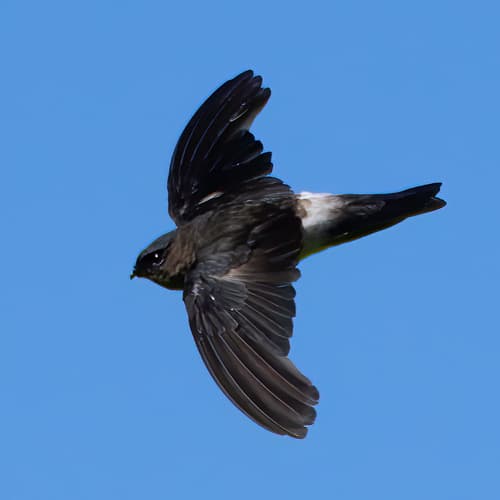 White-rumped Swiftlet