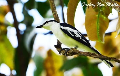 White-rumped Triller