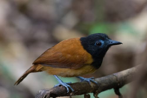 White-shouldered Antbird
