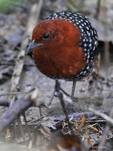 White-spotted Flufftail