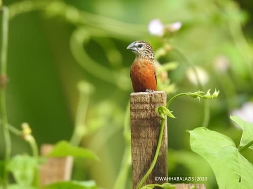 White-spotted Munia