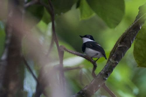 White-spotted Wattle-eye