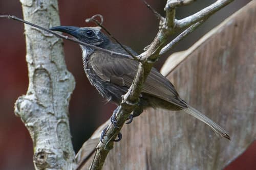 White-streaked Friarbird
