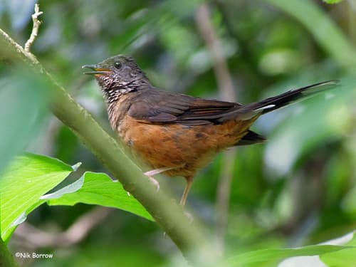 White-tailed Ant-Thrush