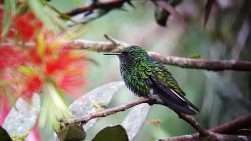 White-tailed Emerald