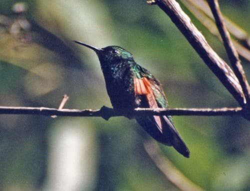White-tailed Hummingbird