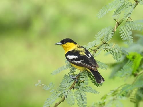 White-tailed Iora