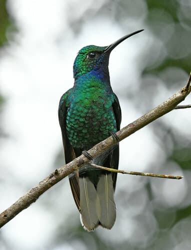 White-tailed Sabrewing