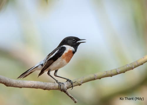 White-tailed Stonechat
