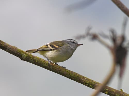 White-tailed Tyrannulet
