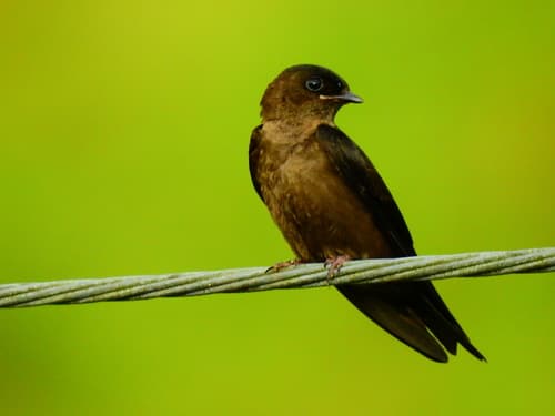 White-thighed Swallow