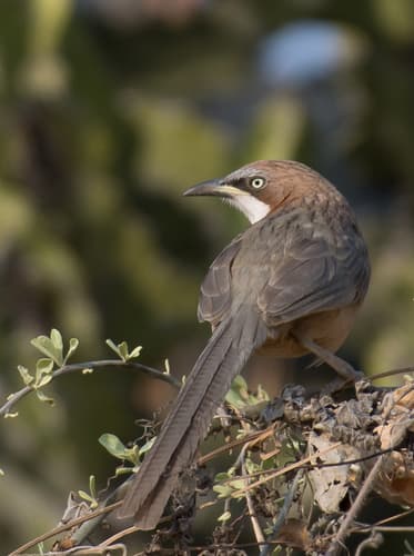 White-throated Babbler