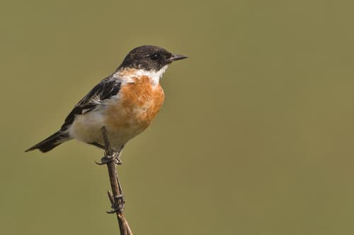 White-throated Bushchat
