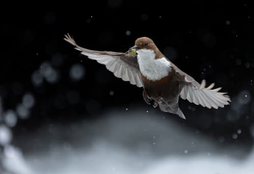 White-throated Dipper