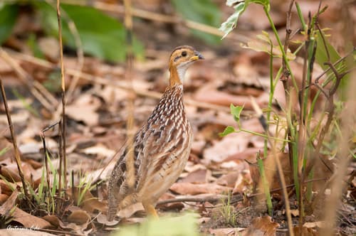 White-throated Francolin