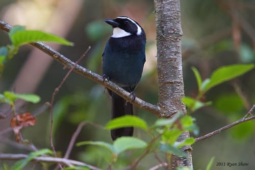 White-throated Jay