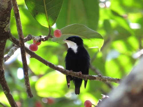 White-throated Manakin