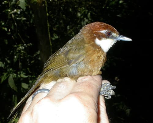 White-throated Oxylabes