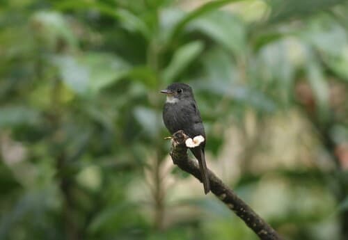 White-throated Pewee