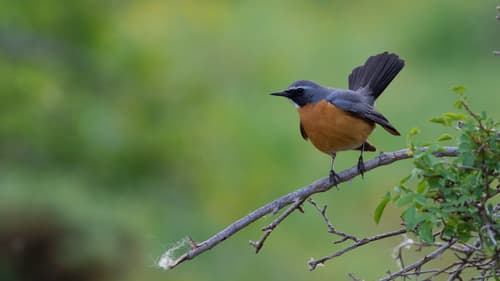 White-throated Robin