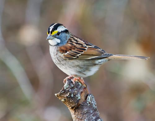 White-throated Sparrow