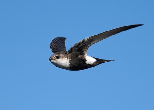 White-throated Swift