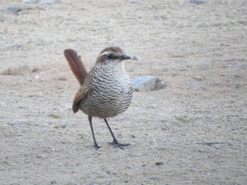 White-throated Tapaculo