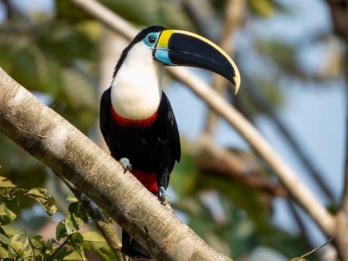 White-throated Toucan
