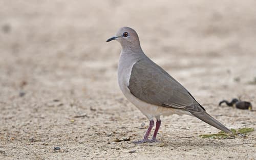 White-tipped Dove