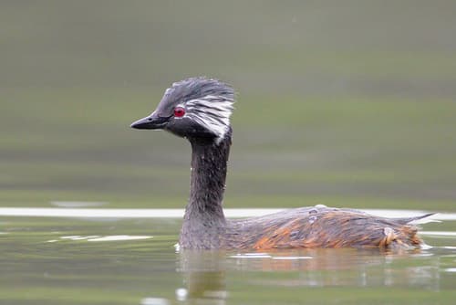 White-tufted Grebe