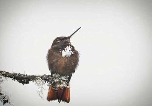 White-tufted Sunbeam