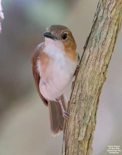 White-vented Whistler