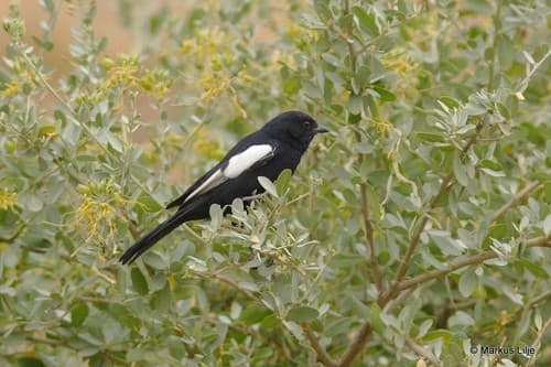 White-winged Black Tit