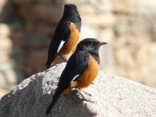 White-winged Cliff-Chat