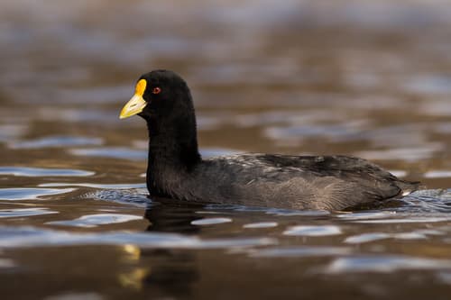 White-winged Coot