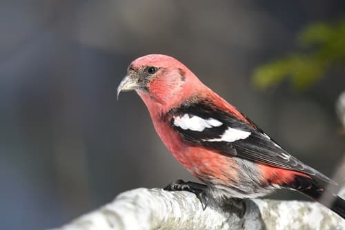 White-winged Crossbill