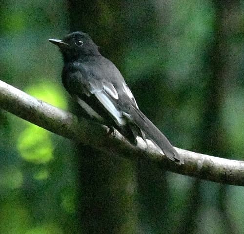 White-winged Fantail